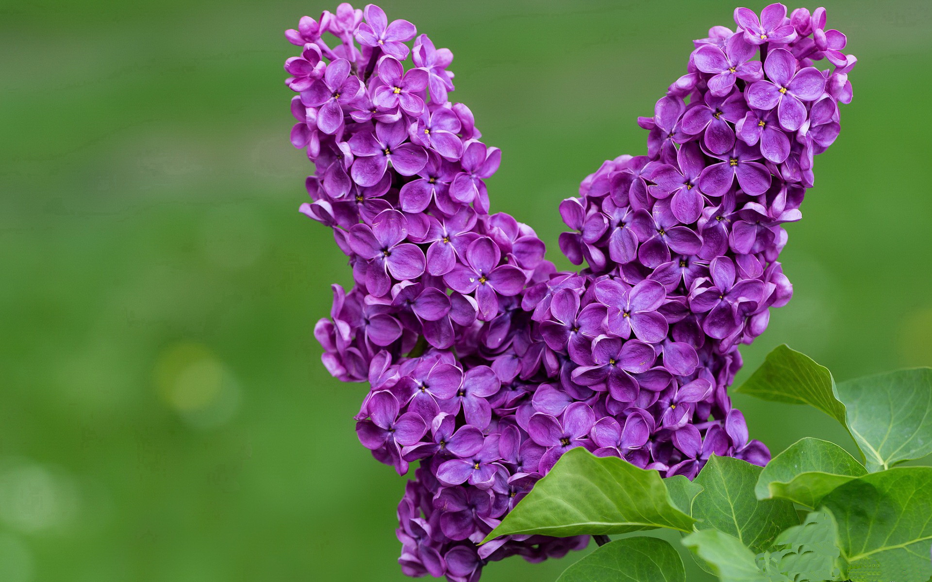 _凯尔特人韧性十足,经历苦战后获胜_,凯尔特人实力怎么样