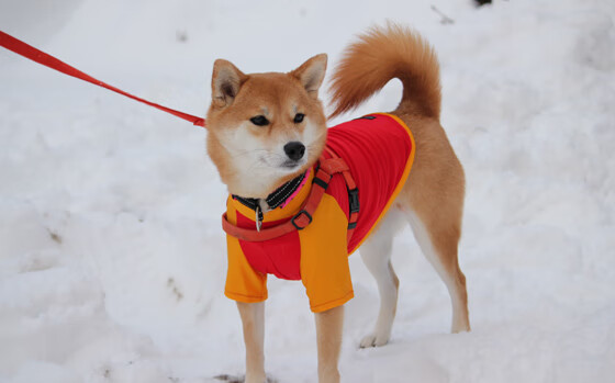 九游官网下载电脑版-【悬念到最后一秒】比赛中最后一球震撼全场，最后一个球